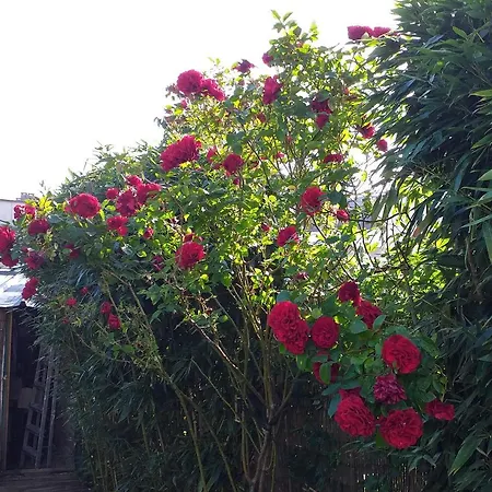 Chez Vincent Πανσιόν